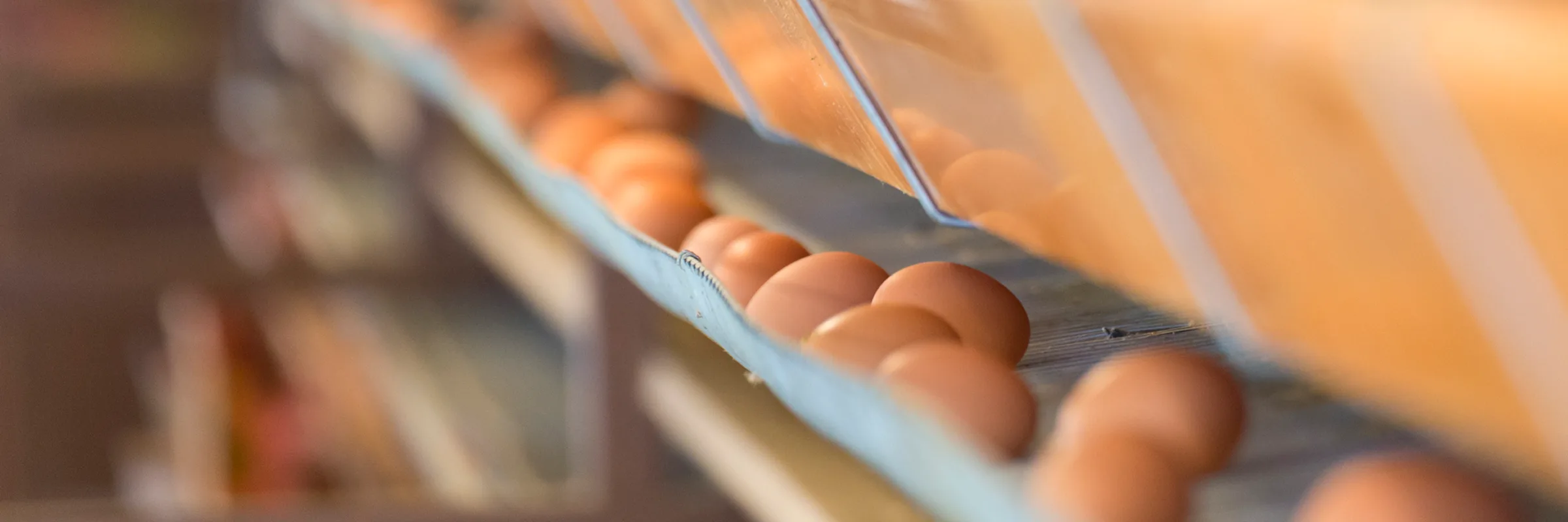 管理された農場でのびのびと過ごす鶏と卵